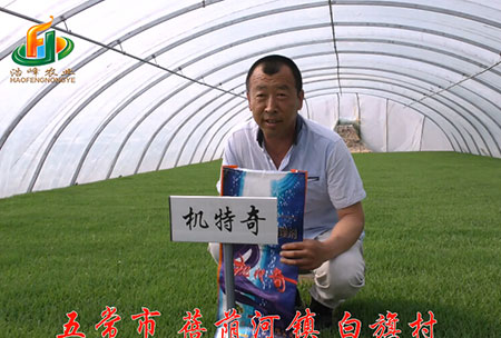 五常市-揹廕河-用(yong)戶迴訪視頻